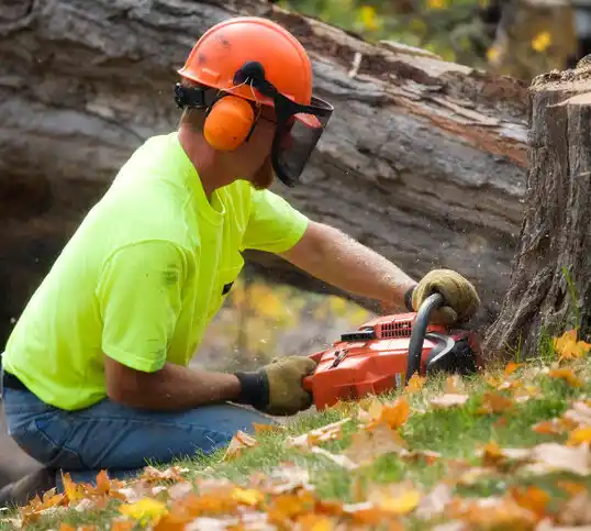 tree services Loma Linda